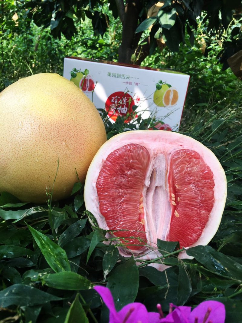 三红蜜柚苗红皮红肉柚子树苗大三红柚苗早熟高产