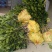 三红蜜柚苗红皮红肉柚子树苗大三红柚苗早熟高产