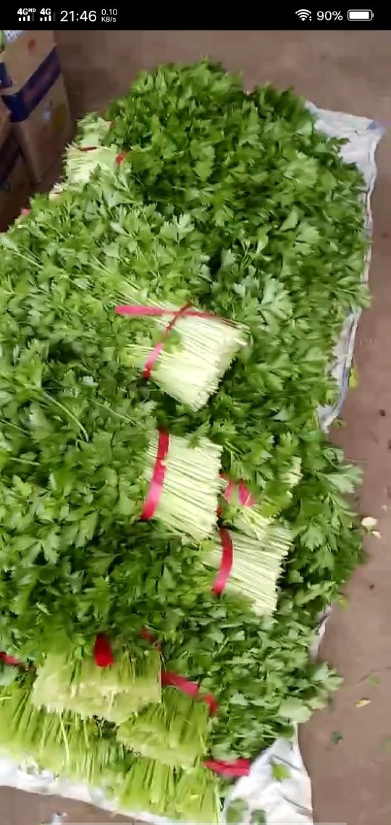 大叶毛芹菜