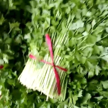 大叶毛芹菜
