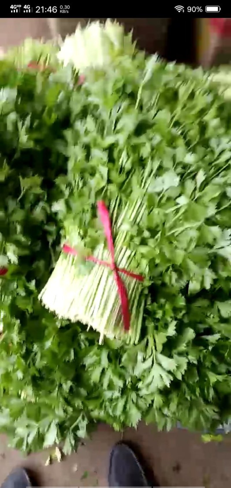 大叶毛芹菜