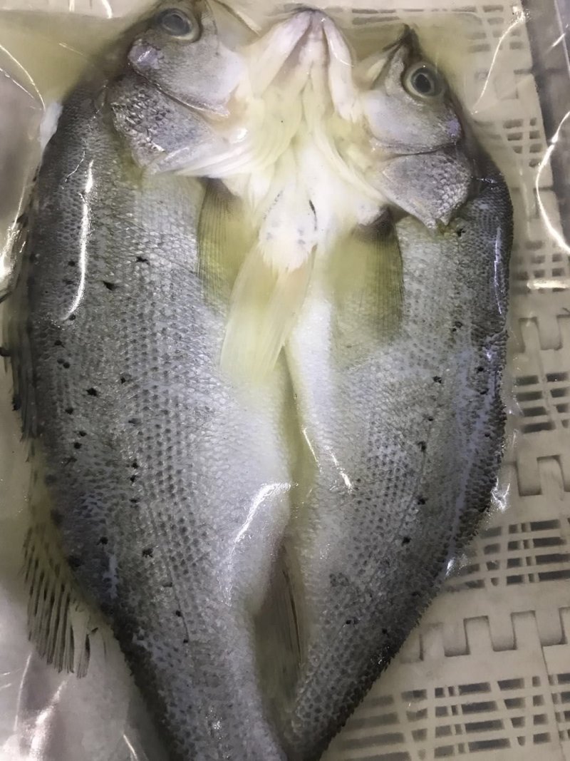 真空包装海鲈鱼，各种规格条数都有
