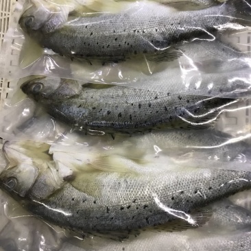 真空包装海鲈鱼，各种规格条数都有