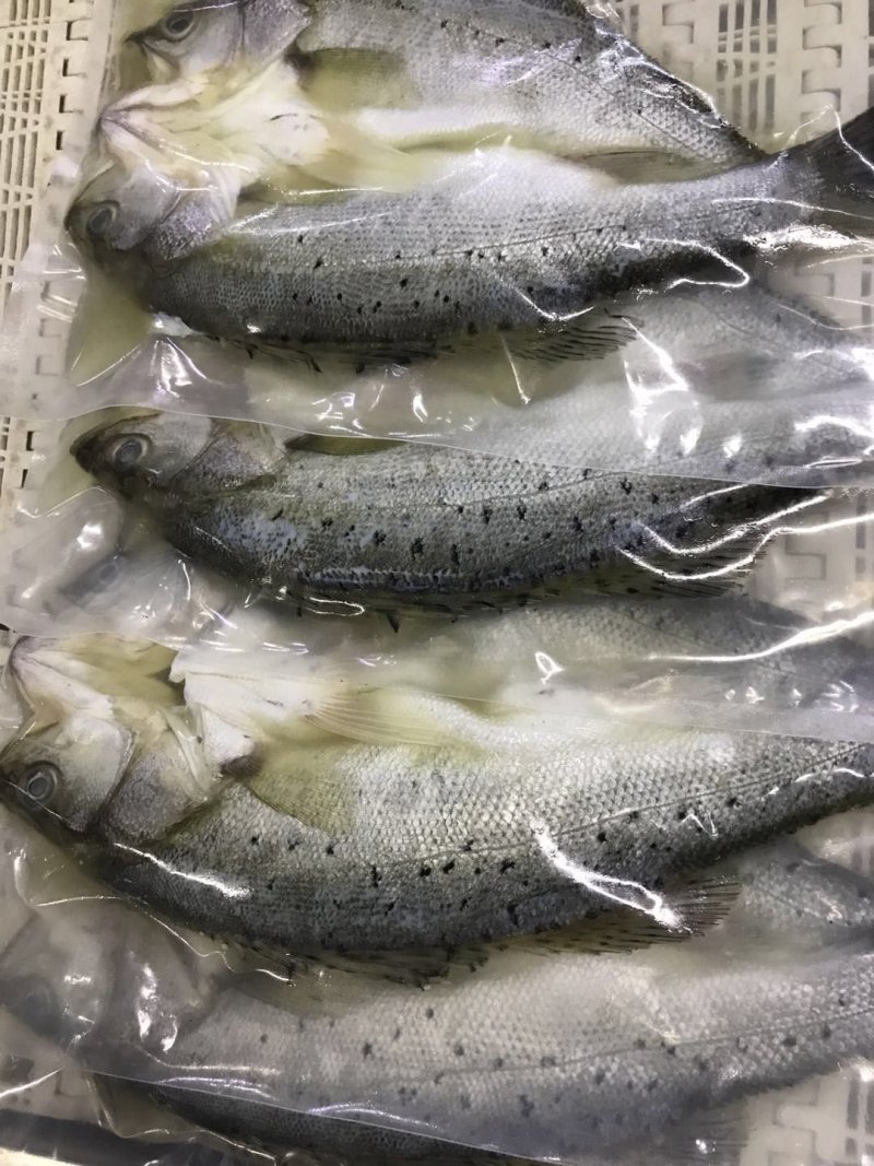 真空包装海鲈鱼，各种规格条数都有