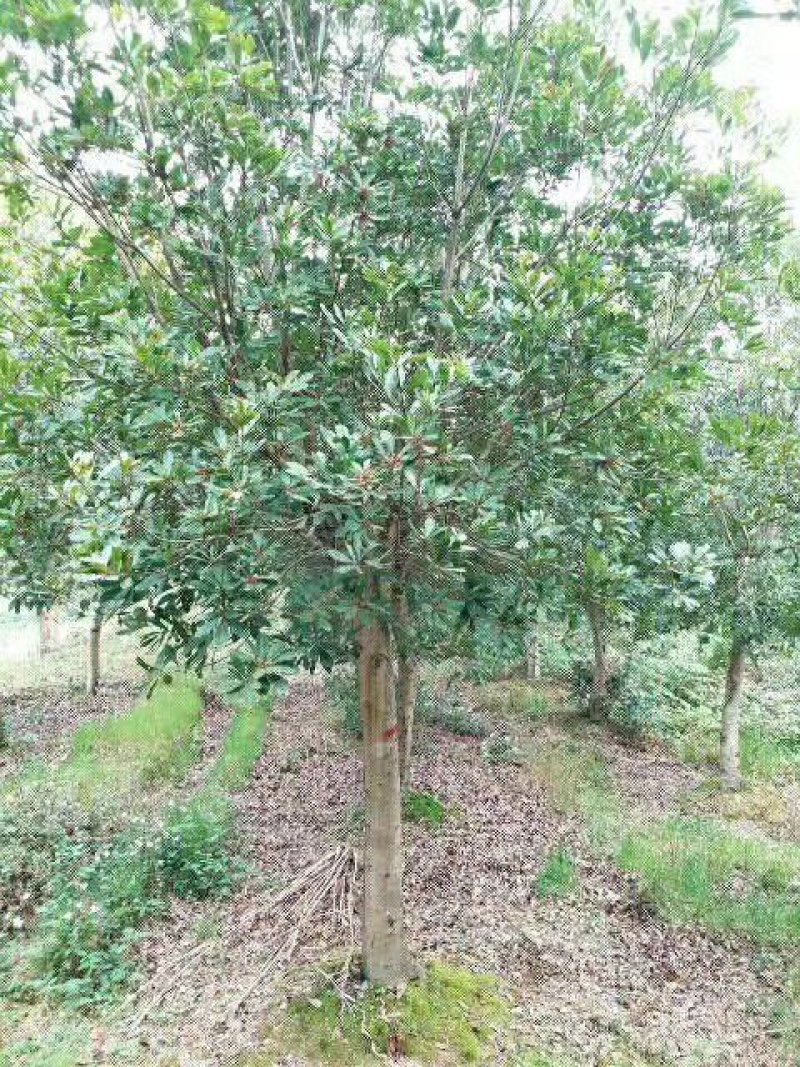 处理12的桂花300棵湖北货