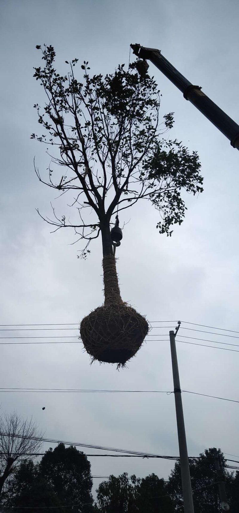 处理12的桂花300棵湖北货
