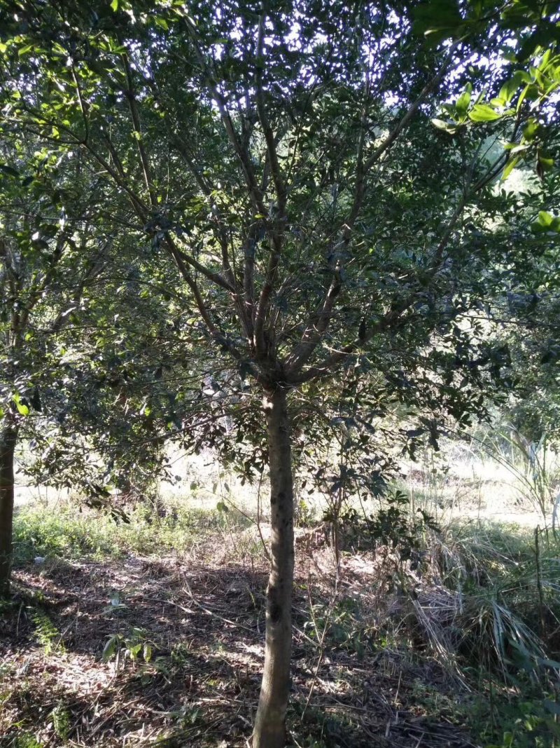 处理12的桂花300棵湖北货