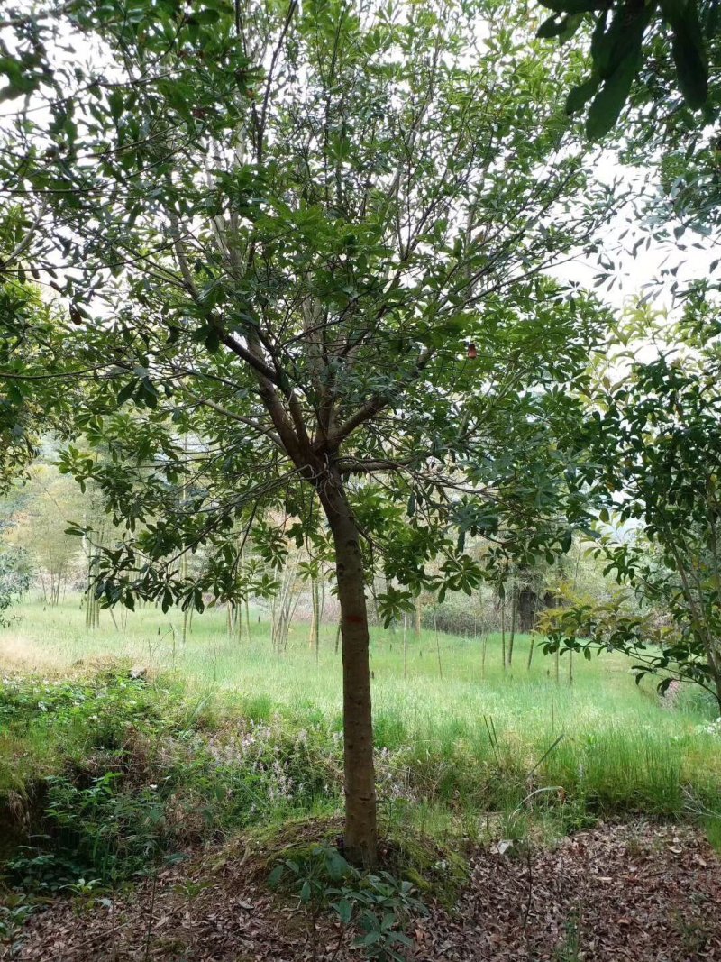 处理12的桂花300棵湖北货