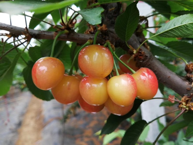 大樱桃