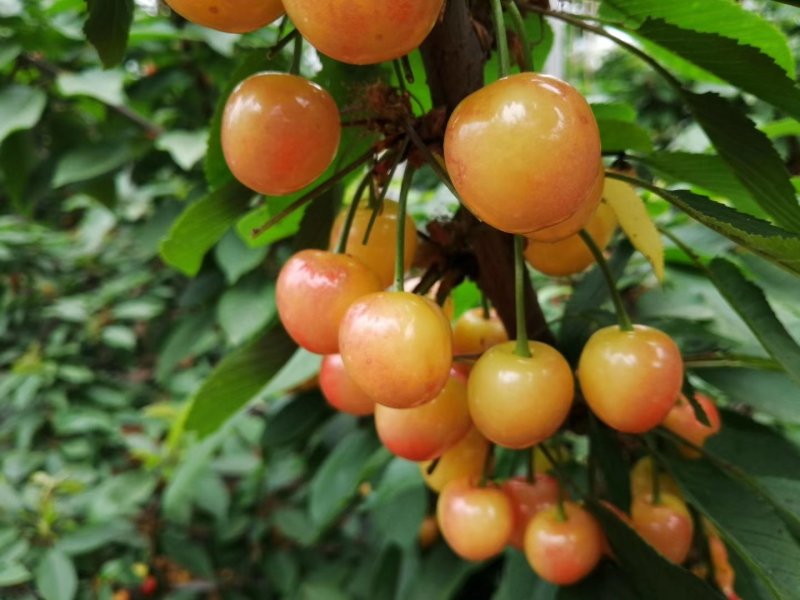 大樱桃
