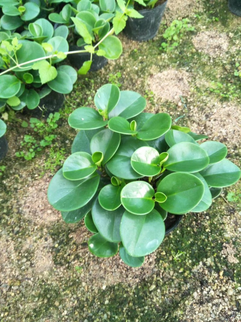 碧玉福建四海园基地直销