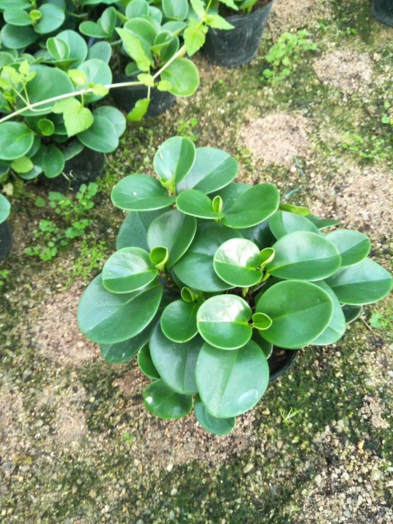 碧玉福建四海园基地直销