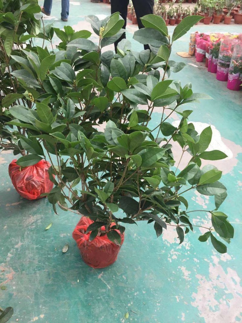 桂花福建四海园基地直销