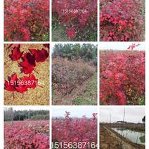 美国红枫，红福，红冠，北美红栎，三季红，
