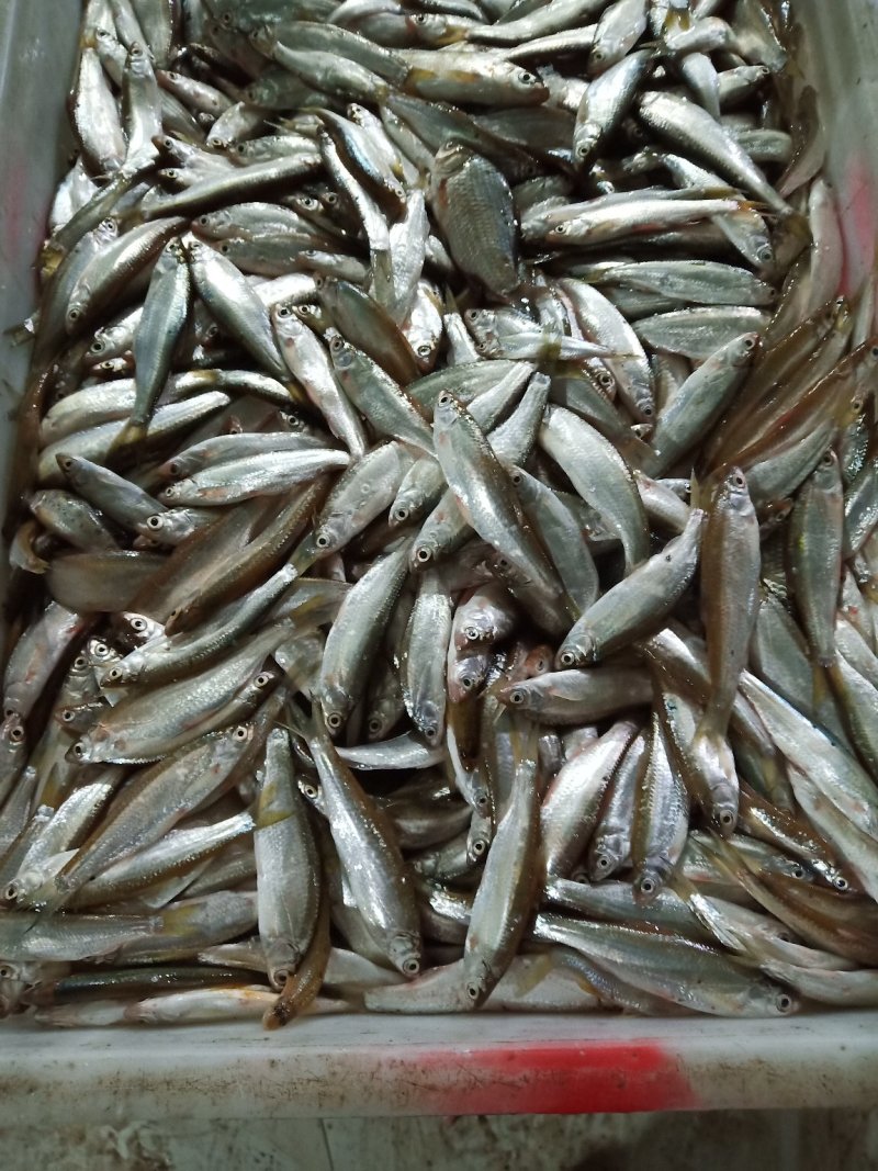白条鱼有货了，要货的老板可以骚扰我了……