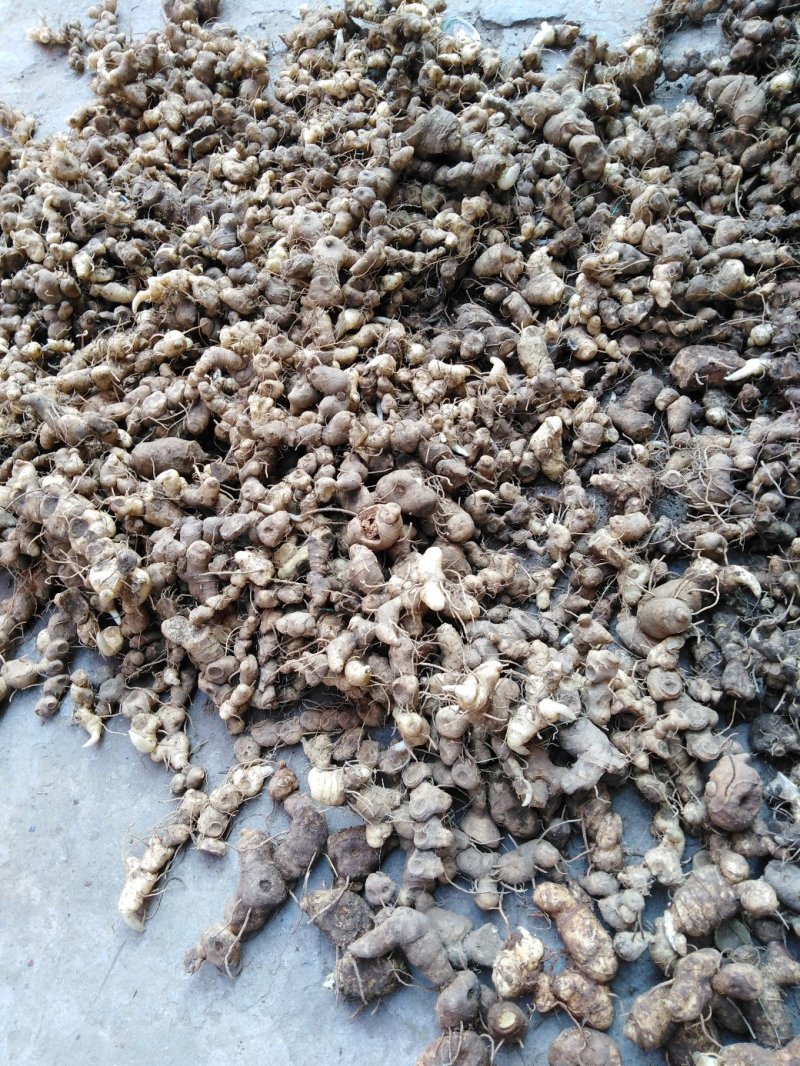 广西黄精啊啊啊啊啊啊啊啊啊啊啊啊啊啊啊啊啊啊啊啊