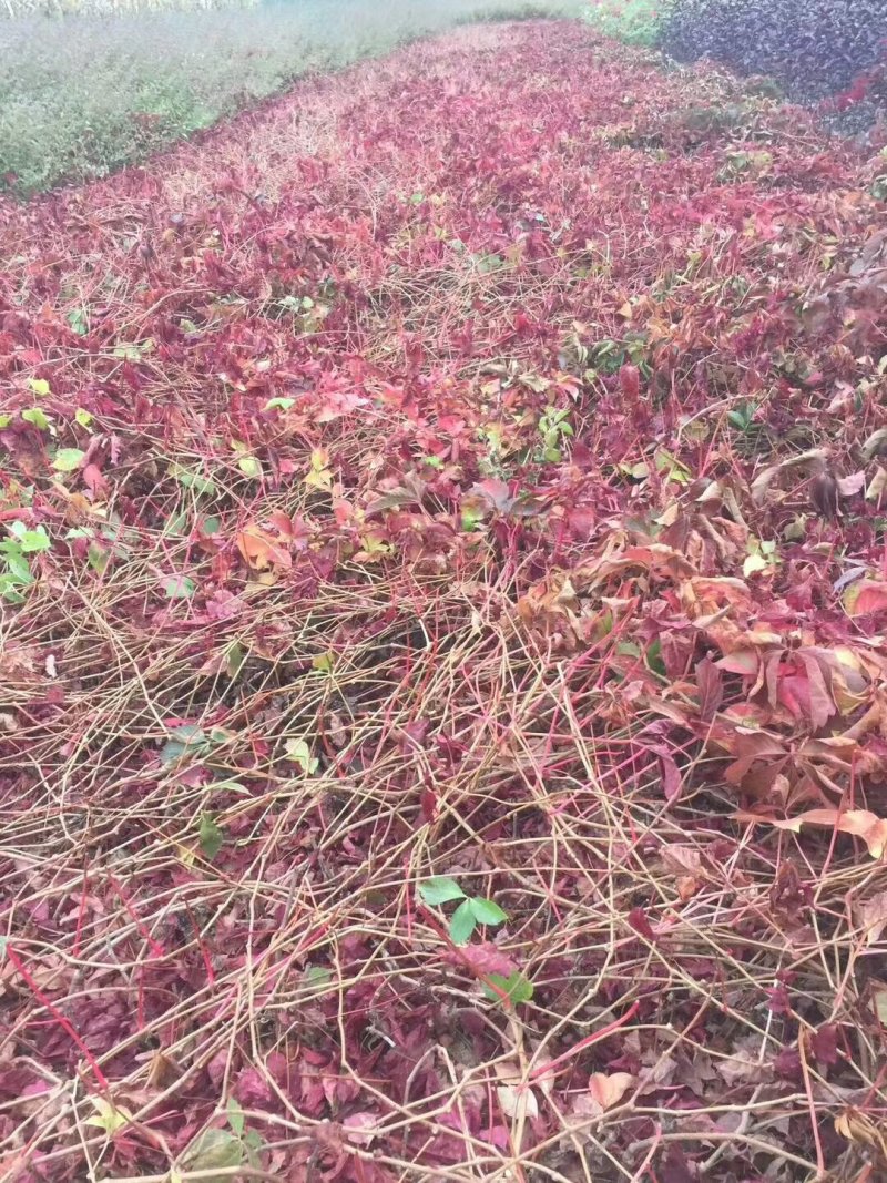 藤本五叶地锦爬山虎苗子