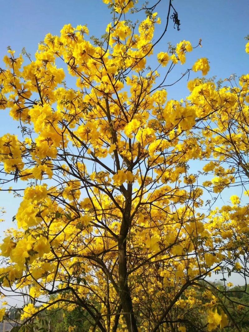 黄花风玲木