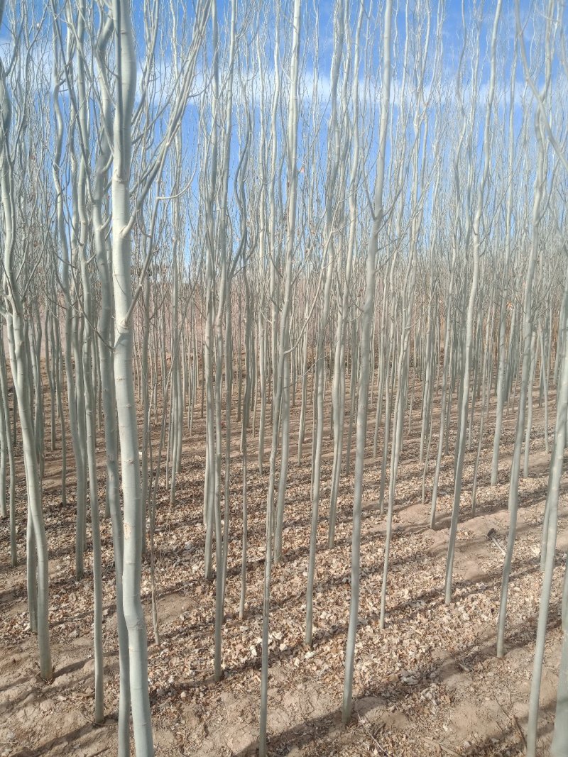 新疆杨，土球，裸根供应