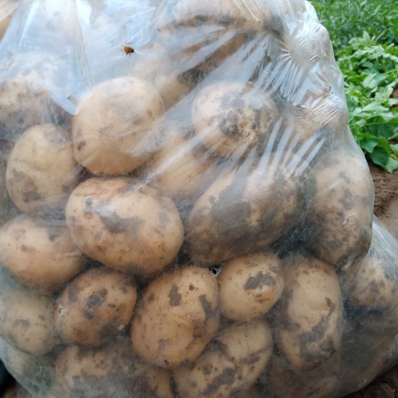 土豆中薯5号土豆黄心沙地土豆颜色靓味道好面积大