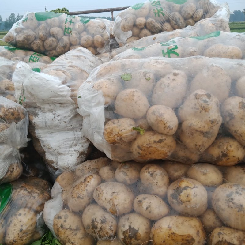 土豆中薯5号土豆黄心沙地土豆颜色靓味道好面积大