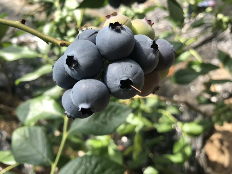 产地直北陆蓝莓。