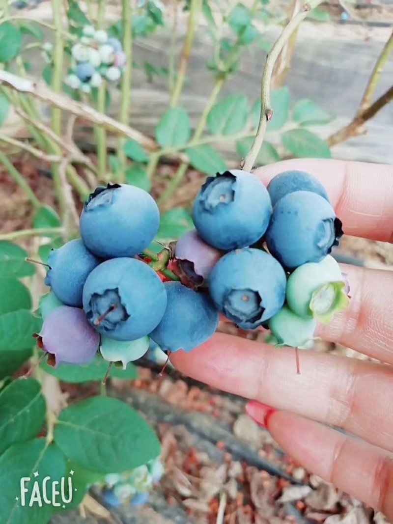 产地直北陆蓝莓。