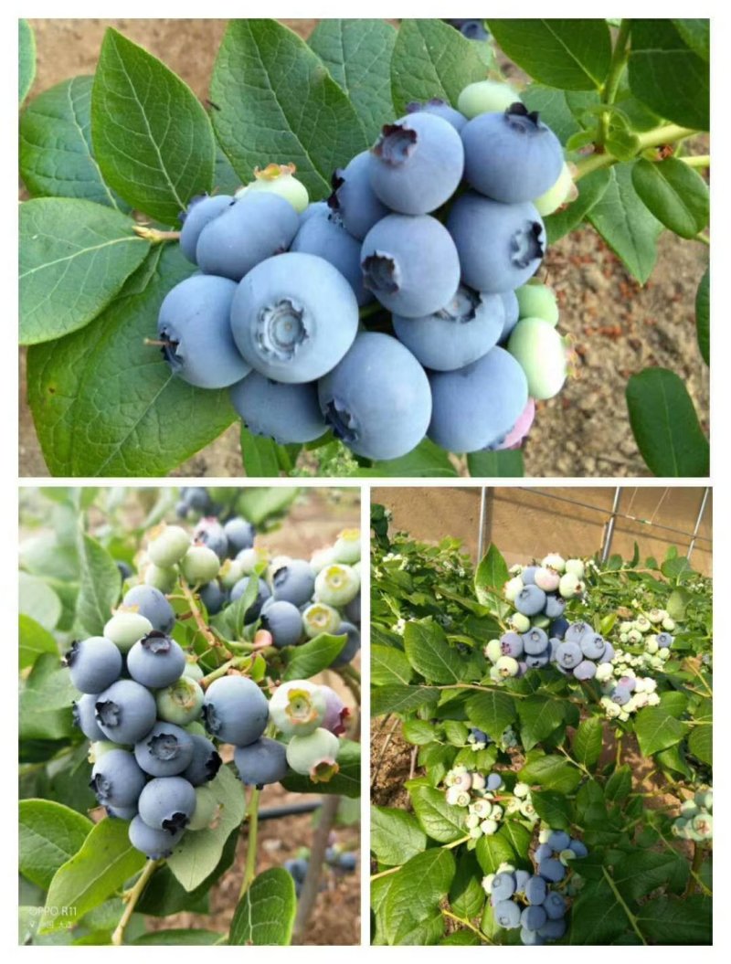 产地直北陆蓝莓。