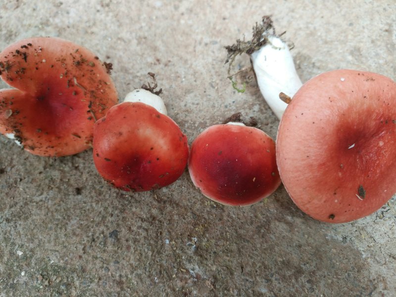 红菇