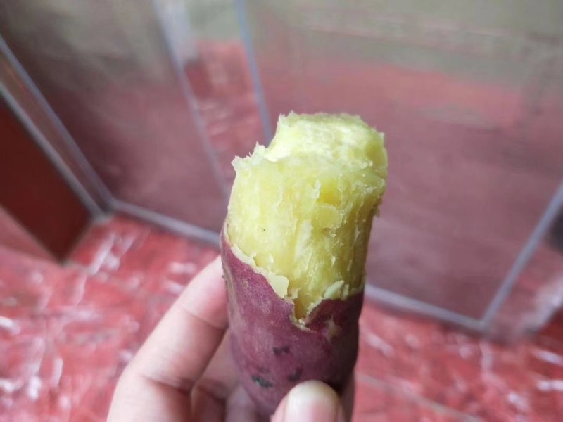 越南板栗薯