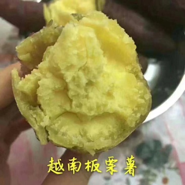 越南板栗薯
