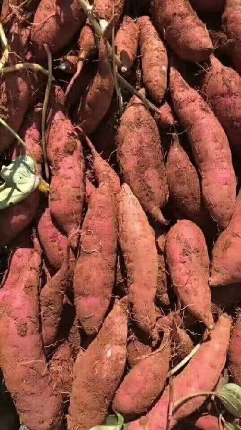 越南板栗薯