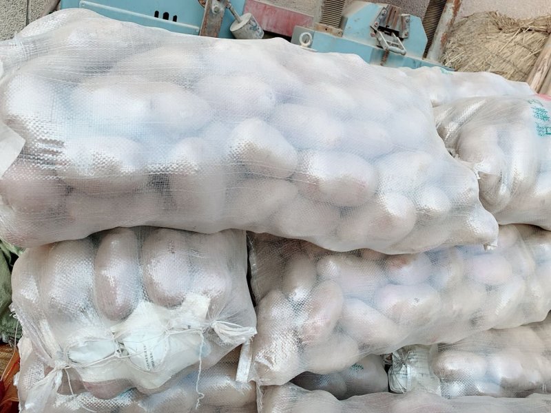 土豆精品土豆陇薯青薯欢迎老板前来采购