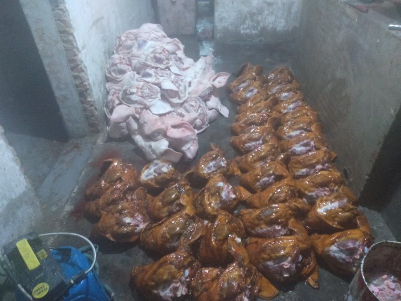 猪头去毛了，每天都有100个，