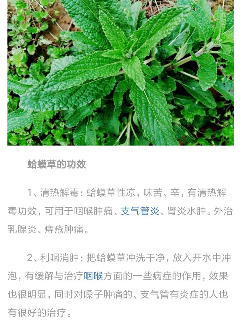 蛤蟆草荔枝草长期供应产地一手货源