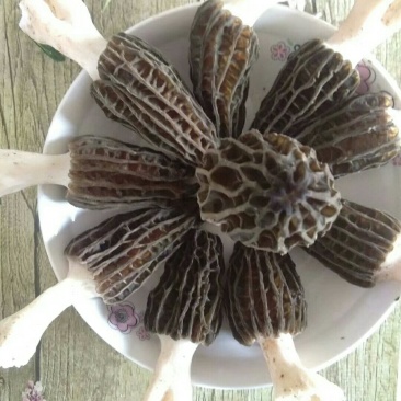 鲜羊肚菌