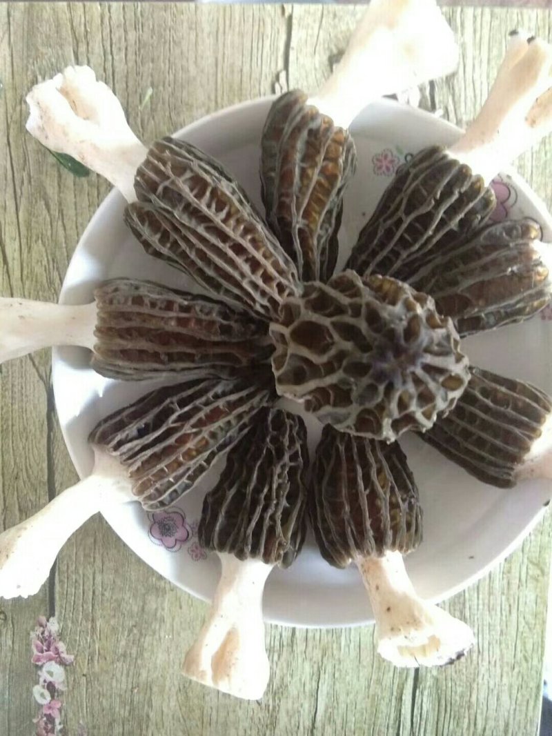 鲜羊肚菌
