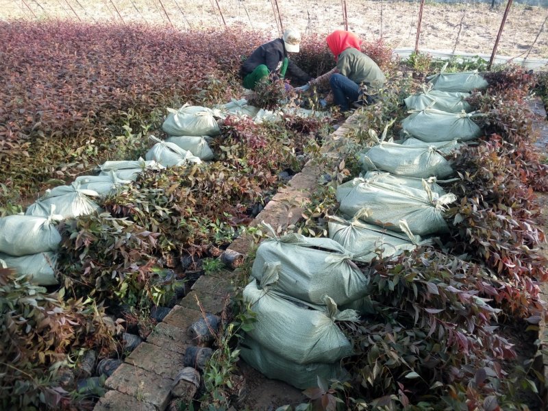 辽宁开原密枝红叶李小苗工程苗营养杯苗繁育基地