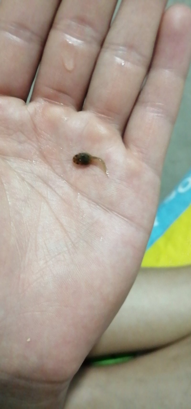 各种规格蝌蚪