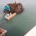 山东荣成高区新鲜湿海带大量上市自家养殖顺风车物流发货
