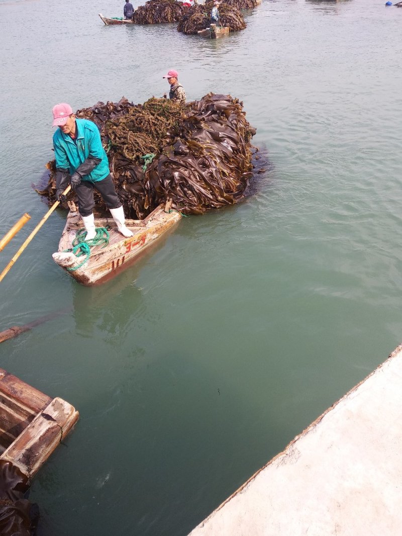 山东荣成高区新鲜湿海带大量上市自家养殖顺风车物流发货