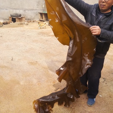 山东荣成高区新鲜湿海带大量上市自家养殖顺风车物流发货