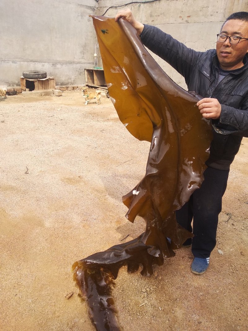山东荣成高区新鲜湿海带大量上市自家养殖顺风车物流发货