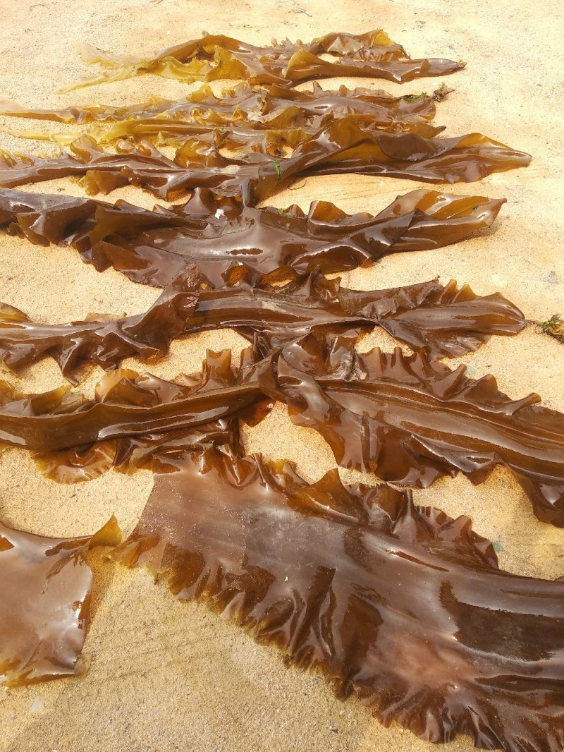 山东荣成高区新鲜湿海带大量上市自家养殖顺风车物流发货
