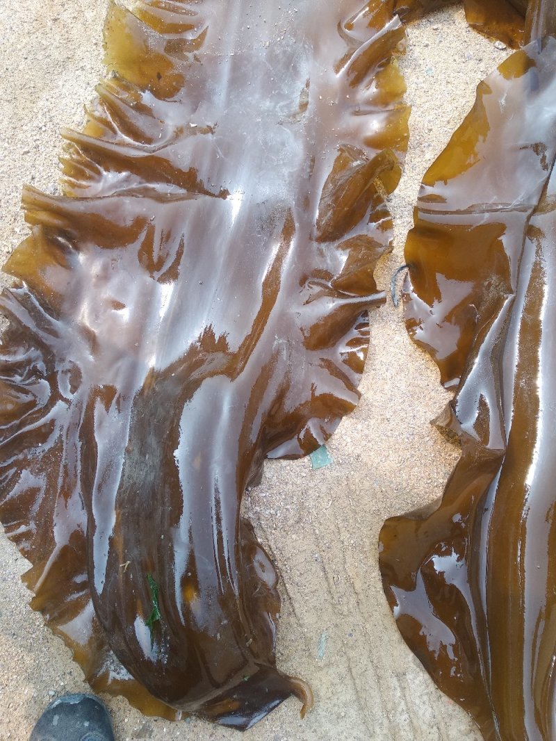 山东荣成高区新鲜湿海带大量上市自家养殖顺风车物流发货