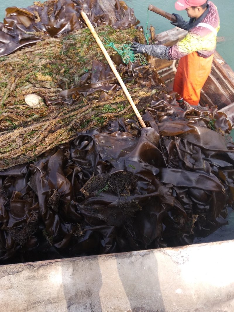 山东荣成高区新鲜湿海带大量上市自家养殖顺风车物流发货
