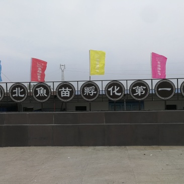 鲤鱼苗水花，夏花，乌子，寸片自产自销，各种规格都有