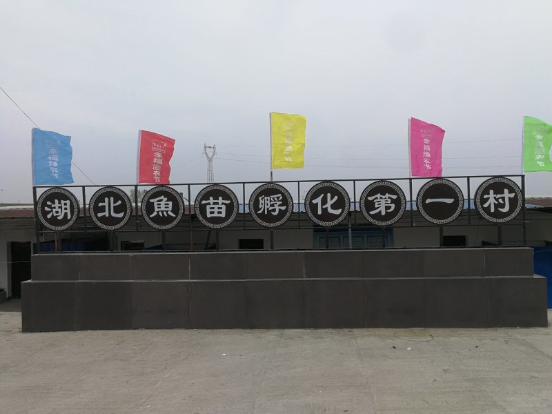 鲤鱼苗水花，夏花，乌子，寸片自产自销，各种规格都有