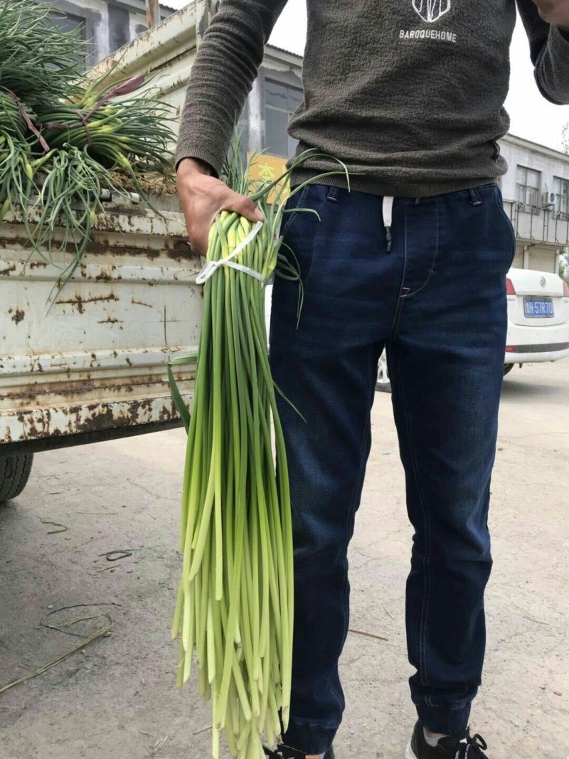 常年供应金乡红帽蒜薹白帽蒜苔专也业加工各种规格精品