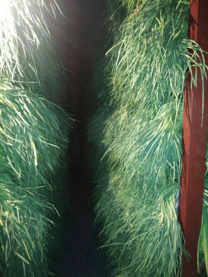 常年供应金乡红帽蒜薹白帽蒜苔专也业加工各种规格精品
